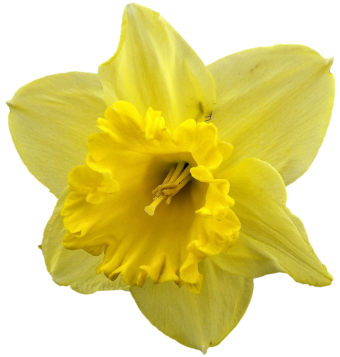 daffodil 1986313_1280
